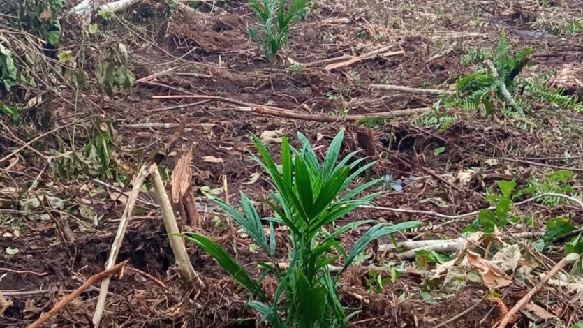 Penanaman bibit sawit 2 ha di kebun sawit umat Islam melalui MUI dan BKPUI Sintang