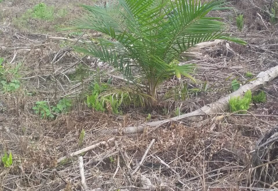 Kondisi Kebun Sawit Umat